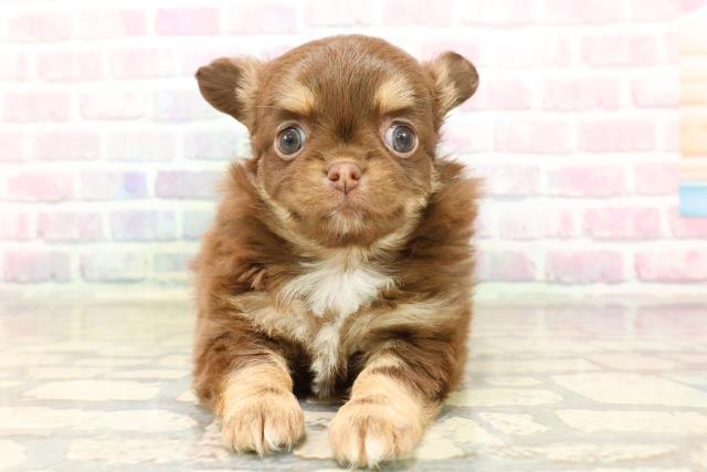 東京都のチワワ(ロング) (Coo&RIKU秋葉原店/2025年9月9日生まれ/女の子/チョコレートタンホワイト)の子犬