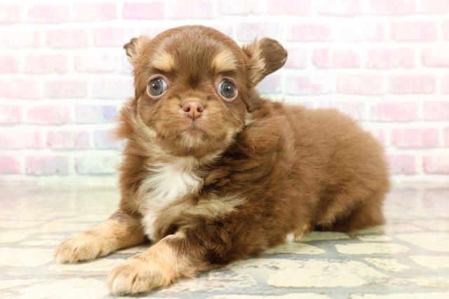 東京都のチワワ(ロング) (Coo&RIKU秋葉原店/2025年9月9日生まれ/女の子/チョコレートタンホワイト)の子犬の2枚目の画像