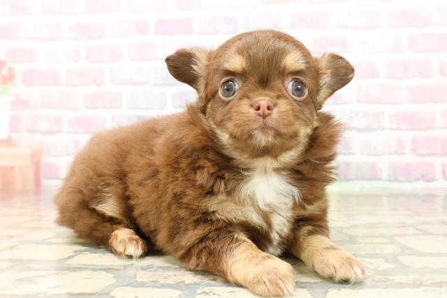 東京都のチワワ(ロング) (Coo&RIKU秋葉原店/2025年9月9日生まれ/女の子/チョコレートタンホワイト)の子犬の3枚目の画像