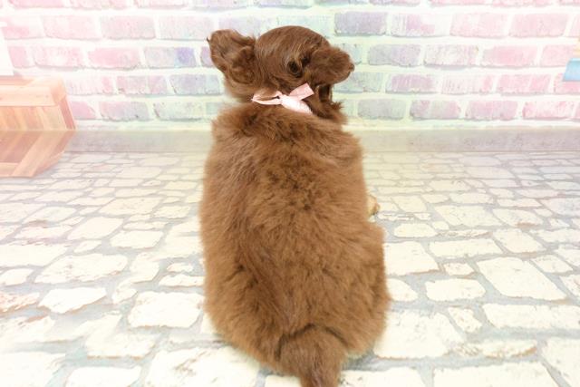 東京都のチワワ(ロング) (Coo&RIKU秋葉原店/2025年9月9日生まれ/女の子/チョコレートタンホワイト)の子犬の4枚目の画像