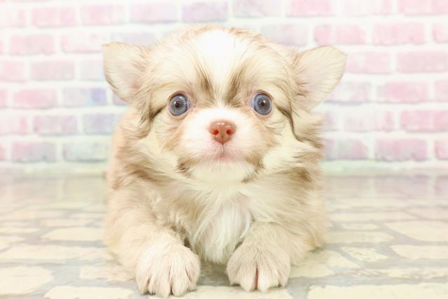 東京都のチワワ(ロング) (Coo&RIKU浅草店/2025年9月10日生まれ/男の子/チョコレートフォーン)の子犬