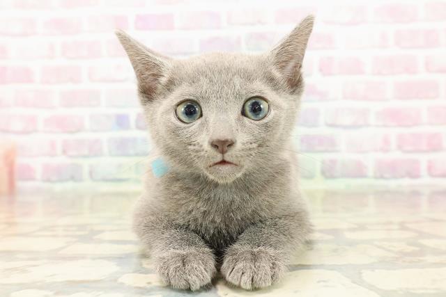 ロシアンブルー