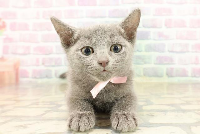 ロシアンブルー