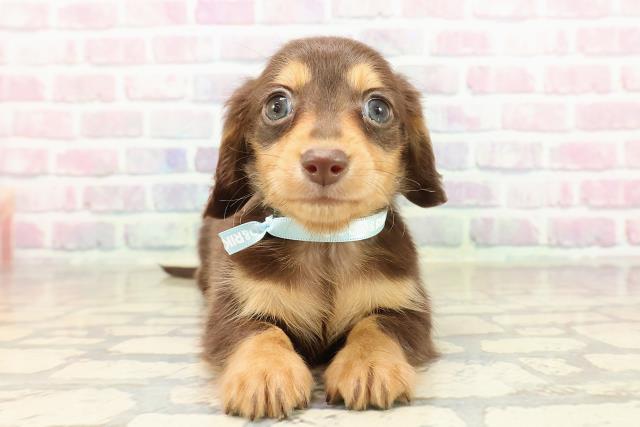 ミニチュア・ダックスフンド