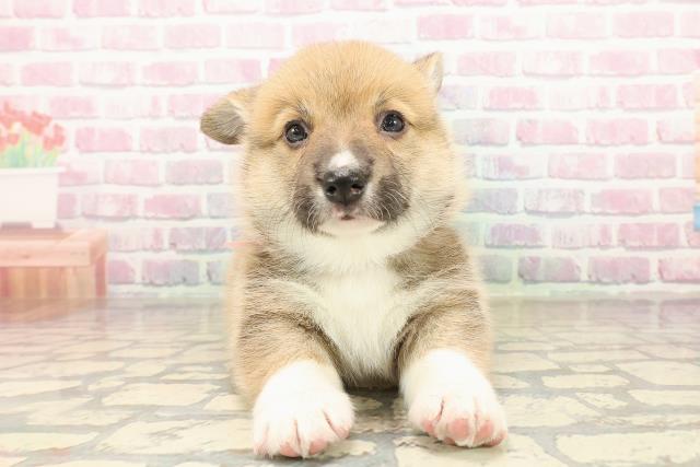 神奈川県のウェルシュコーギーペンブローク (Coo&RIKU小田原店/2025年9月11日生まれ/女の子/レッドホワイト)の子犬