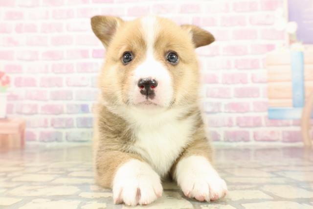 栃木県のウェルシュコーギーペンブローク (Coo&RIKU宇都宮店/2025年9月11日生まれ/男の子/レッドホワイト)の子犬