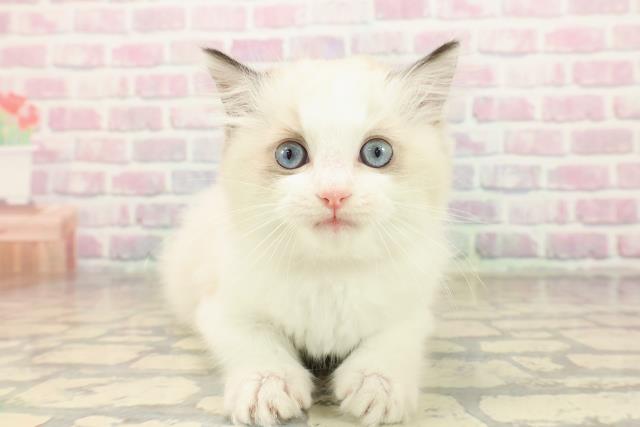 東京都のラグドール (Coo&RIKU武蔵小山店/2025年9月8日生まれ/女の子/シールポイントバイカラー)の子猫