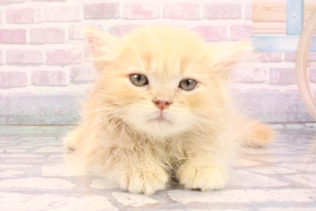 京都府のサイベリアン (Coo&RIKU京都店/2025年8月27日生まれ/男の子/クリームタビーホワイト)の子猫の1枚目の画像