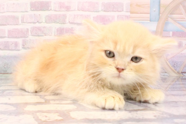 京都府のサイベリアン (Coo&RIKU京都店/2025年8月27日生まれ/男の子/クリームタビーホワイト)の子猫の2枚目の画像