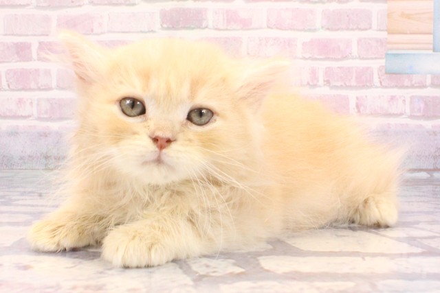 京都府のサイベリアン (Coo&RIKU京都店/2025年8月27日生まれ/男の子/クリームタビーホワイト)の子猫の3枚目の画像