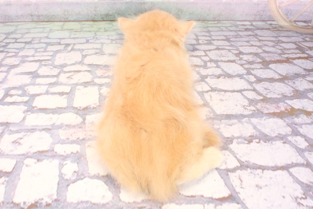 京都府のサイベリアン (Coo&RIKU京都店/2025年8月27日生まれ/男の子/クリームタビーホワイト)の子猫の4枚目の画像