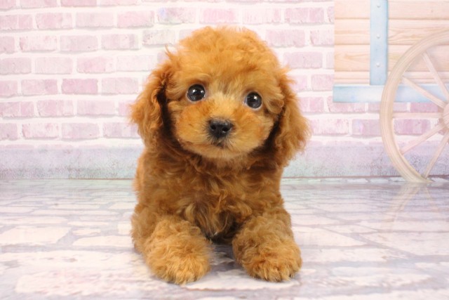 大阪府のトイプードル(トイ) (Coo&RIKU寝屋川店/2025年9月9日生まれ/男の子/レッドフォーン)の子犬の1枚目の画像