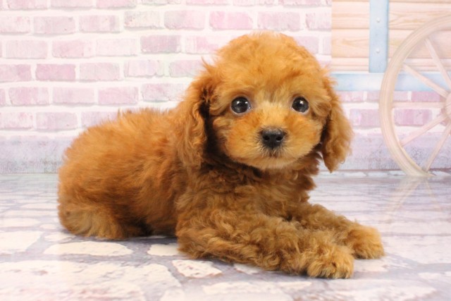 大阪府のトイプードル(トイ) (Coo&RIKU寝屋川店/2025年9月9日生まれ/男の子/レッドフォーン)の子犬の2枚目の画像
