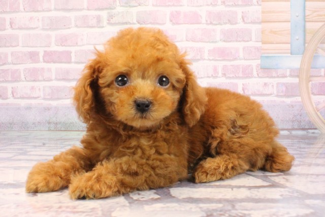 大阪府のトイプードル(トイ) (Coo&RIKU寝屋川店/2025年9月9日生まれ/男の子/レッドフォーン)の子犬の3枚目の画像