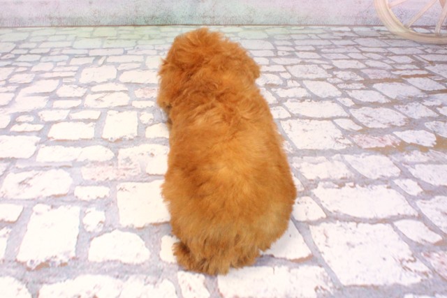 大阪府のトイプードル(トイ) (Coo&RIKU寝屋川店/2025年9月9日生まれ/男の子/レッドフォーン)の子犬の4枚目の画像