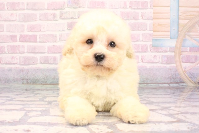 トイ・プードル