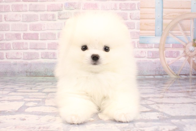 大阪府のポメラニアン (Coo&RIKU茶屋町店/2025年9月9日生まれ/男の子/クリーム)の子犬の1枚目の画像