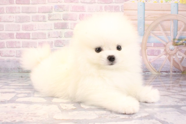 大阪府のポメラニアン (Coo&RIKU茶屋町店/2025年9月9日生まれ/男の子/クリーム)の子犬の2枚目の画像