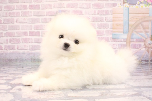 大阪府のポメラニアン (Coo&RIKU茶屋町店/2025年9月9日生まれ/男の子/クリーム)の子犬の3枚目の画像