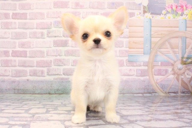 大阪府のチワワ(ロング) (Coo&RIKU城東古市店/2025年9月11日生まれ/男の子/クリームホワイト)の子犬の1枚目の画像