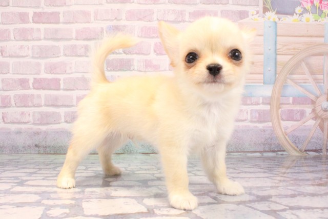 大阪府のチワワ(ロング) (Coo&RIKU城東古市店/2025年9月11日生まれ/男の子/クリームホワイト)の子犬の2枚目の画像