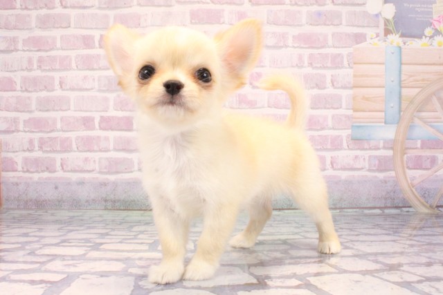 大阪府のチワワ(ロング) (Coo&RIKU城東古市店/2025年9月11日生まれ/男の子/クリームホワイト)の子犬の3枚目の画像