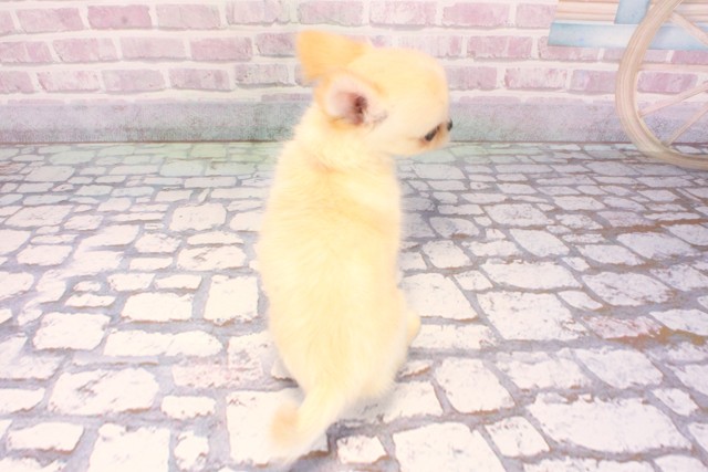 大阪府のチワワ(ロング) (Coo&RIKU城東古市店/2025年9月11日生まれ/男の子/クリームホワイト)の子犬の4枚目の画像