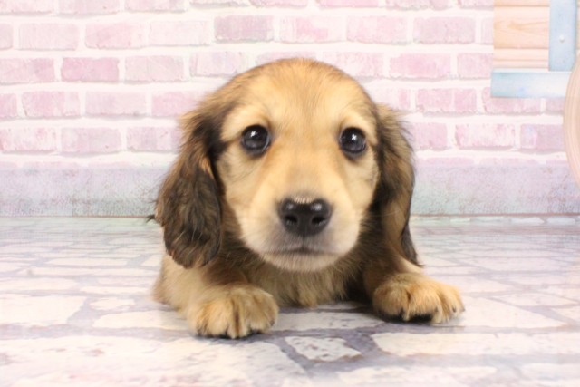 ミニチュア・ダックスフンド