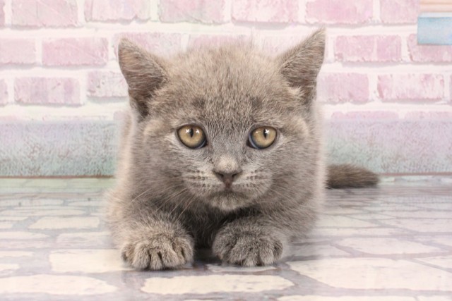 大阪府のブリティッシュショートヘアー (Coo&RIKU阿倍野店/2025年9月11日生まれ/男の子/ブルー)の子猫の1枚目の画像