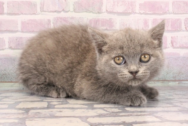 大阪府のブリティッシュショートヘアー (Coo&RIKU阿倍野店/2025年9月11日生まれ/男の子/ブルー)の子猫の2枚目の画像