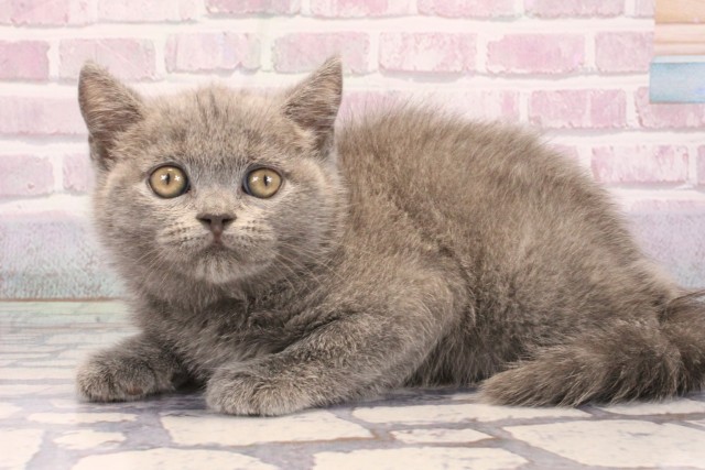 大阪府のブリティッシュショートヘアー (Coo&RIKU阿倍野店/2025年9月11日生まれ/男の子/ブルー)の子猫の3枚目の画像