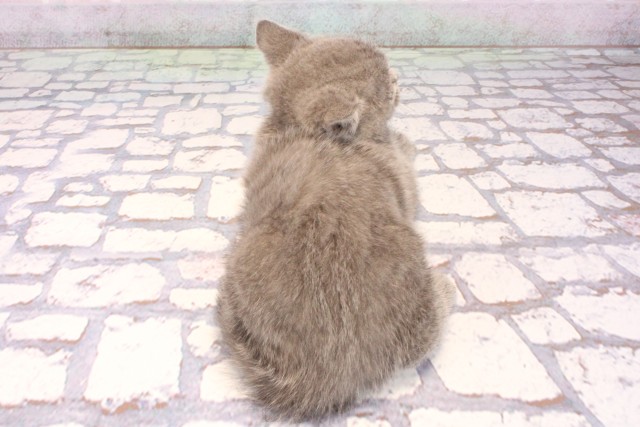 大阪府のブリティッシュショートヘアー (Coo&RIKU阿倍野店/2025年9月11日生まれ/男の子/ブルー)の子猫の4枚目の画像