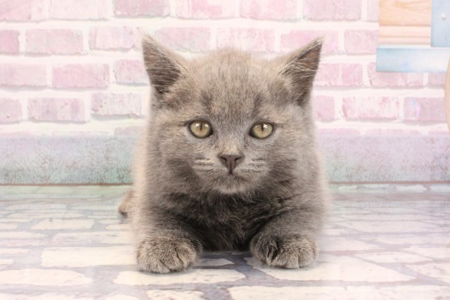 大阪府のブリティッシュショートヘアー (Coo&RIKU城東古市店/2025年9月11日生まれ/男の子/ブルー)の子猫の1枚目の画像