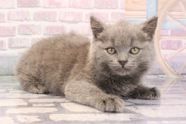 大阪府のブリティッシュショートヘアー (Coo&RIKU城東古市店/2025年9月11日生まれ/男の子/ブルー)の子猫の2枚目の画像