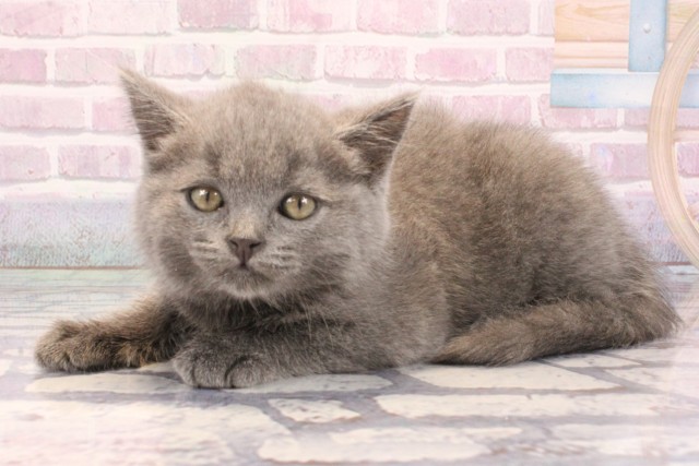 大阪府のブリティッシュショートヘアー (Coo&RIKU城東古市店/2025年9月11日生まれ/男の子/ブルー)の子猫の3枚目の画像