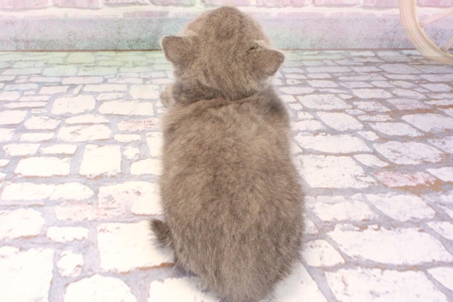 大阪府のブリティッシュショートヘアー (Coo&RIKU城東古市店/2025年9月11日生まれ/男の子/ブルー)の子猫の4枚目の画像