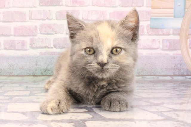 2025年9月6日生まれのスコティッシュフォールド