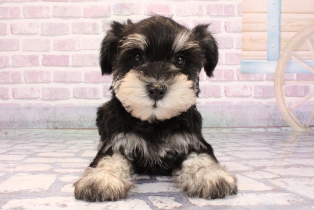 ミニチュア・シュナウザー