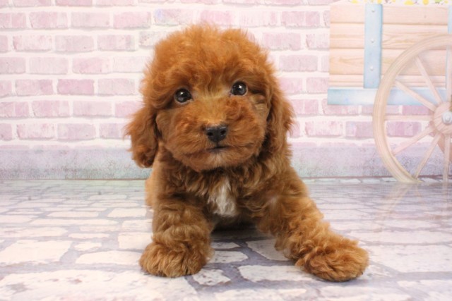 兵庫県のトイプードル(トイ) (Coo&RIKU神戸東灘店/2025年9月11日生まれ/男の子/オレンジフォーン)の子犬の1枚目の画像
