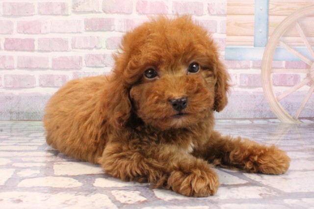 兵庫県のトイプードル(トイ) (Coo&RIKU神戸東灘店/2025年9月11日生まれ/男の子/オレンジフォーン)の子犬の2枚目の画像