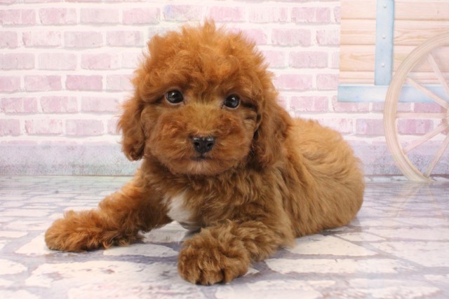 兵庫県のトイプードル(トイ) (Coo&RIKU神戸東灘店/2025年9月11日生まれ/男の子/オレンジフォーン)の子犬の3枚目の画像