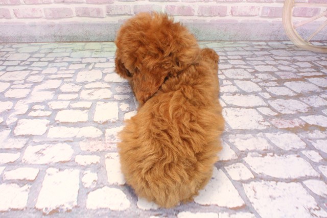 兵庫県のトイプードル(トイ) (Coo&RIKU神戸東灘店/2025年9月11日生まれ/男の子/オレンジフォーン)の子犬の4枚目の画像