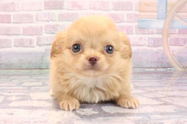 2025年9月11日生まれのチワワ(ロング)