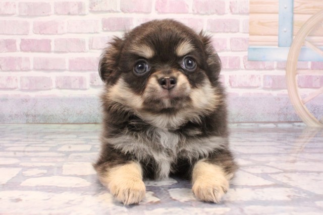 大阪府のチワワ(ロング) (Coo&RIKU寝屋川店/2025年9月11日生まれ/女の子/ブルータン)の子犬の1枚目の画像