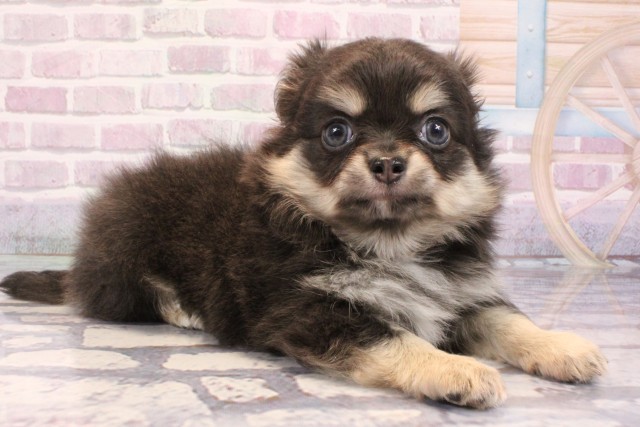 大阪府のチワワ(ロング) (Coo&RIKU寝屋川店/2025年9月11日生まれ/女の子/ブルータン)の子犬の2枚目の画像