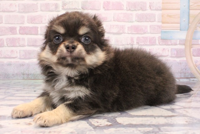 大阪府のチワワ(ロング) (Coo&RIKU寝屋川店/2025年9月11日生まれ/女の子/ブルータン)の子犬の3枚目の画像