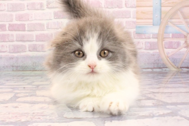 大阪府のスコティッシュフォールド (Coo&RIKU心斎橋店/2025年9月9日生まれ/男の子/ブルーホワイト)の子猫の1枚目の画像