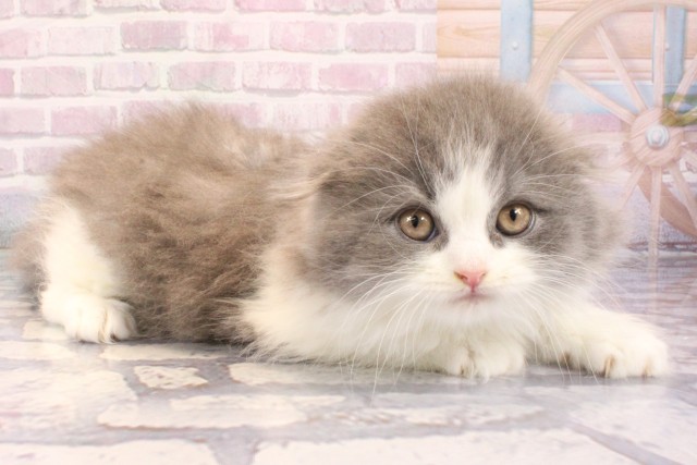 大阪府のスコティッシュフォールド (Coo&RIKU心斎橋店/2025年9月9日生まれ/男の子/ブルーホワイト)の子猫の2枚目の画像