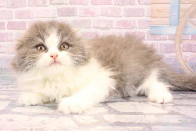 大阪府のスコティッシュフォールド (Coo&RIKU心斎橋店/2025年9月9日生まれ/男の子/ブルーホワイト)の子猫の3枚目の画像