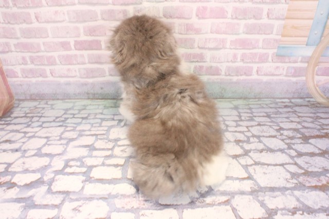 大阪府のスコティッシュフォールド (Coo&RIKU心斎橋店/2025年9月9日生まれ/男の子/ブルーホワイト)の子猫の4枚目の画像